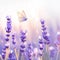 Lavender bliss Butterfly dances amid beautiful purple lavender flowers