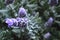 Lavender bloom closeup, faded