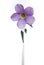 The Lavender Bloom of an Oxalis Clover Plant with Pure White Background