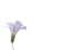 The Lavender Bloom of an Oxalis Clover Plant with Pure White Background