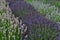 Lavender in bloom in the summer, UK