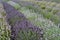 Lavender in bloom in the summer, UK