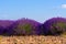 Lavender blooming bushes rows on field