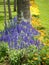 Lavender blooming in the garden