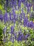 Lavender blooming in the garden