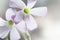 The Lavender Blooms of an Oxalis Clover Plant