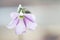 The Lavender Blooms of an Oxalis Clover Plant