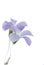 The Lavender Blooms of an Oxalis Clover Plant with Pure White Background