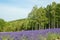 Lavender blossom in summer, Japan