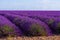 Lavender blossoming bushes rows on field at Valensole