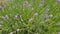 Lavender blossoms close-up.