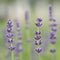 Lavender blossoms in the field macro. Flowers, ecological ingredients and gardening concept