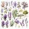 Lavender Botanical Wild Flower Clipart Set Collection Digital Art