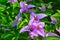 Lavender Bougainvillea Kagdi Gulab