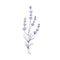 Lavender branch, etched botanical drawing. Lavanda flowers. Outlined French lavandula, engraved floral plant. Retro