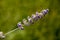 a lavender branch with frozen