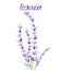Lavender branch Vector watercolor. Round frame decor illustrations