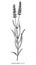 Lavender branch vintage illustration black and white clip art