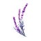 Lavender branch watercolor illustration