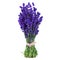 Lavender bunch tied with rope isolated