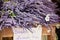 Lavender bunches selling in an outdoor french market