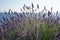 Lavender bush with flowers by the sea coast, Lavandula angustifolia, Lavandula officinalis