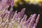 Lavender bush macro close-up