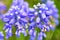 Lavender bush with purple flowers close-up. Beautiful, herb. color