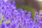 Lavender bushes closeup. Purple lavender field, beautiful blooming, English lavander.