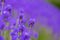 Lavender bushes closeup. Purple lavender field, beautiful blooming, English lavander