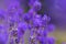 Lavender bushes closeup. Purple lavender field, beautiful blooming, English lavander
