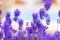 Lavender bushes closeup. Purple lavender field, beautiful blooming, English lavander