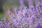 Lavender bushes closeup. Sunset gleam over purple flowers of lavender