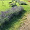 Lavender bushes planted in a park near benches. Hungary