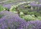 Lavender bushes in profusion in mid summer