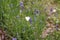 Lavender with butterfly, cabbage butterfly, Pieris brassicae