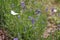 Lavender with butterfly, cabbage butterfly, Pieris brassicae