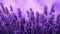 Lavender Canvas Texture Background - Infused Symbolism In High Resolution