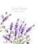 Lavender card watercolor Vector. Flowers bouquet background. Spring delicate banner. Wedding invitation, Women day