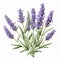 Lavender Clipart: Colorized European Symbolism Illustration On White Background