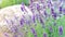 Lavender close-up on a blurred background with copy space. Romantic macro photo with provence lavender in the mist. Raw materials