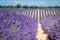 Lavender  close up provence france