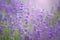 Lavender closeup. Composition of nature