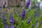 Lavender closeup on green rustic nature background.
