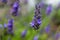 Lavender closeup on green rustic nature background.