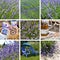 Lavender collage