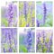 Lavender collage