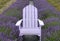 Lavender colored Adirondack chair centered in lavender rows