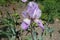 Lavender-colored flower of German iris in May