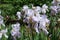 Lavender-colored flowers of irises in May